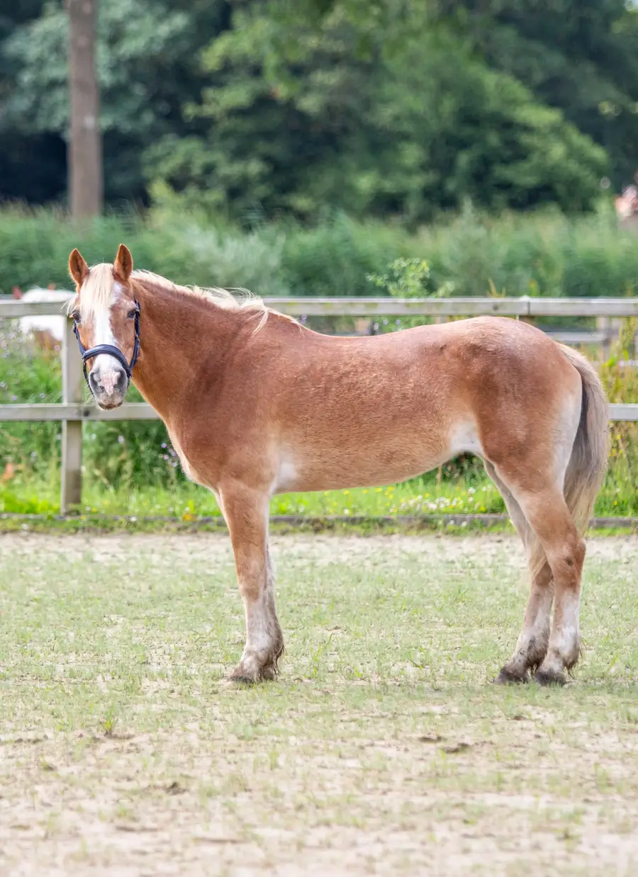 Het paard dat na onze zorg weer gezond is