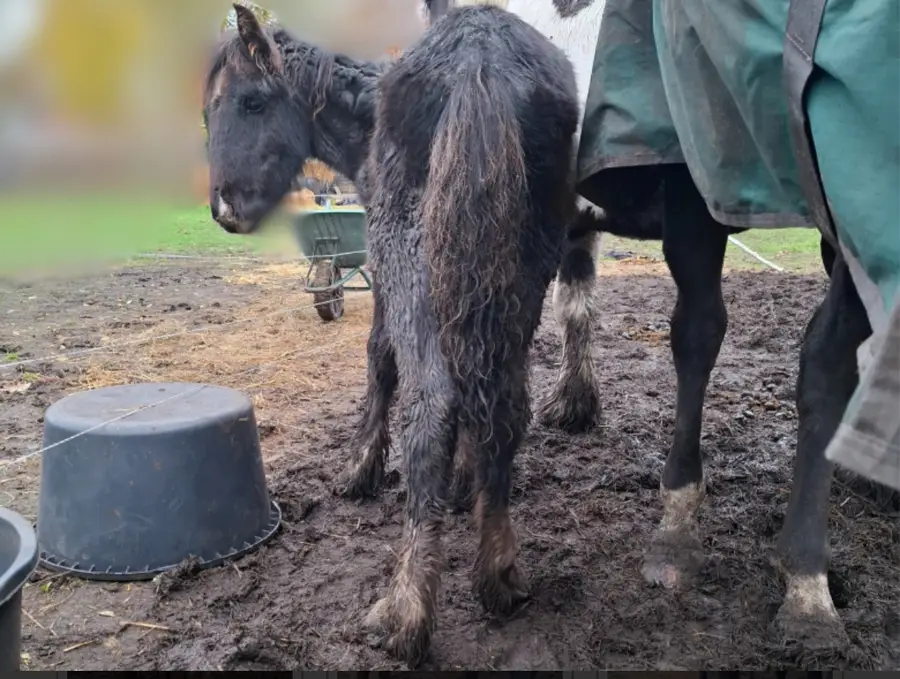 Foto van Landelijke Inspectiedienst Dierenbescherming