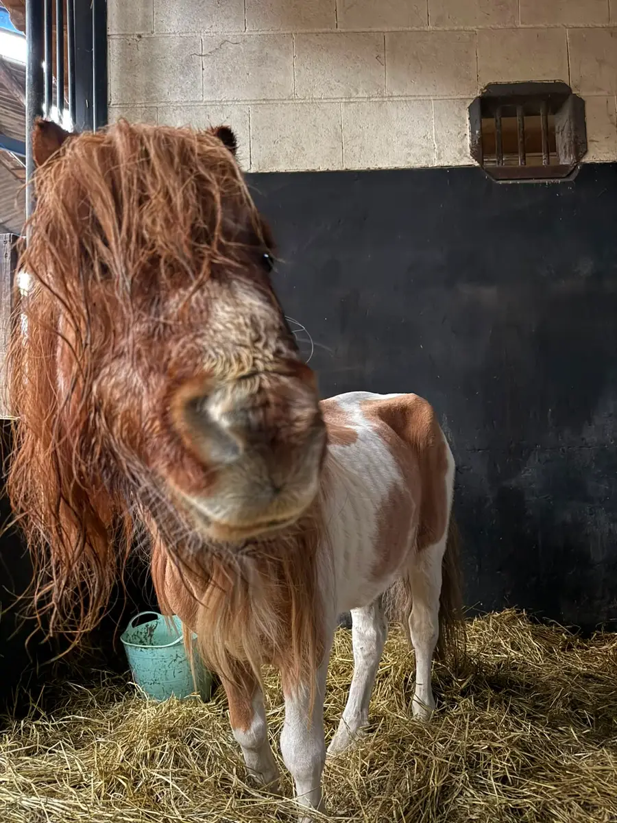 Dit is Opi, een shetlander die graat mager binnen kwam.