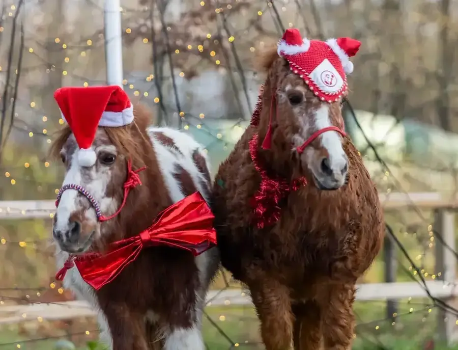 Twee shetlandpony’s (Bert en Ernie) in kerstoutfit met kerstmutsen, rode versiering en strik poseren naast elkaar voor een sfeervol verlichte achtergrond.