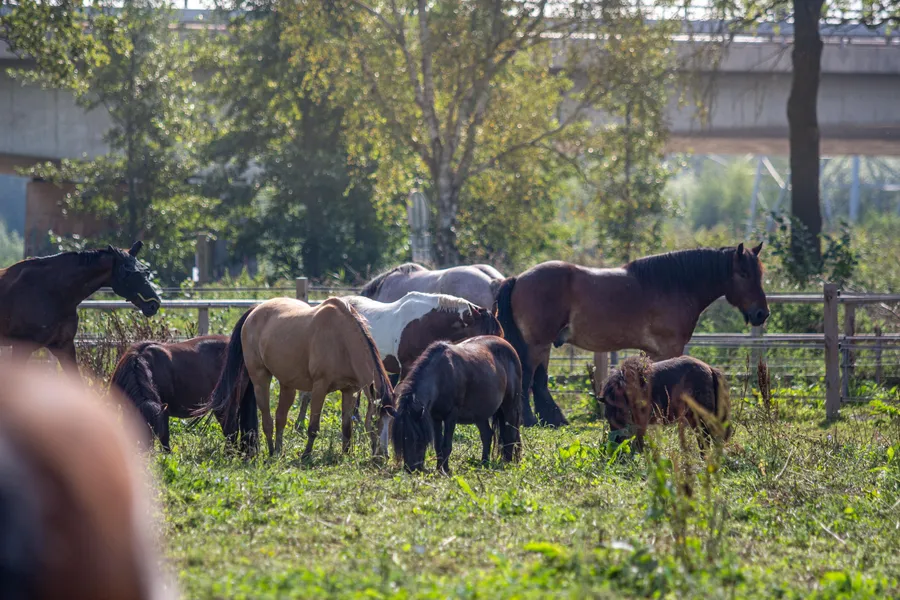 Veel paarden in ons Paddock Paradise