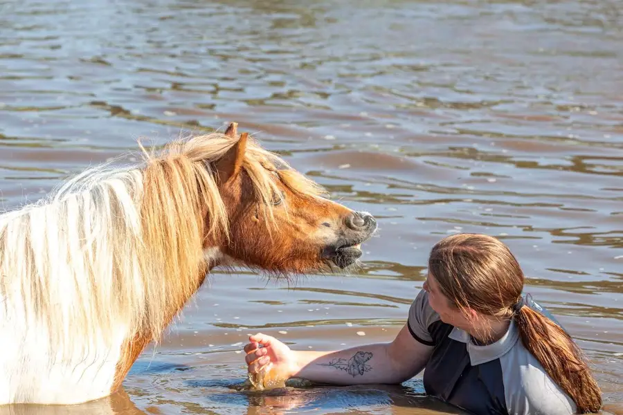 Een Shetlandpony en een vrijwilliger liggen samen in het water tijdens een warme dag. De pony kijkt met open mond naar de vrijwilliger, die glimlachend terugkijkt terwijl ze met haar hand door het water beweegt. De foto laat een speels en ontspannen moment tussen mens en pony zien.