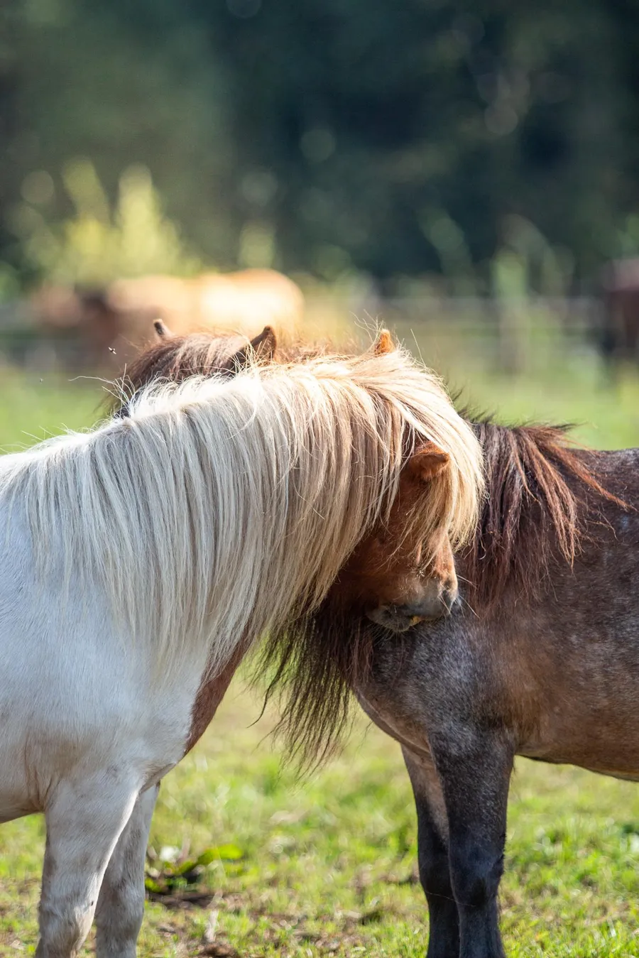 Twee pony's staan dicht tegen elkaar in een groene weide en verzorgen elkaars vacht door aan elkaars manen en hals te knabbelen. Op de achtergrond grazen meerdere paarden in een zonnig weiland.
