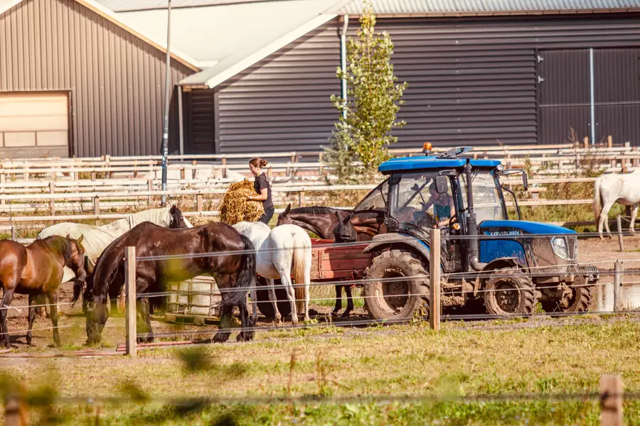Vrijwilliger voert hooi met een trekker aan een groep paarden in een ruime paddock.