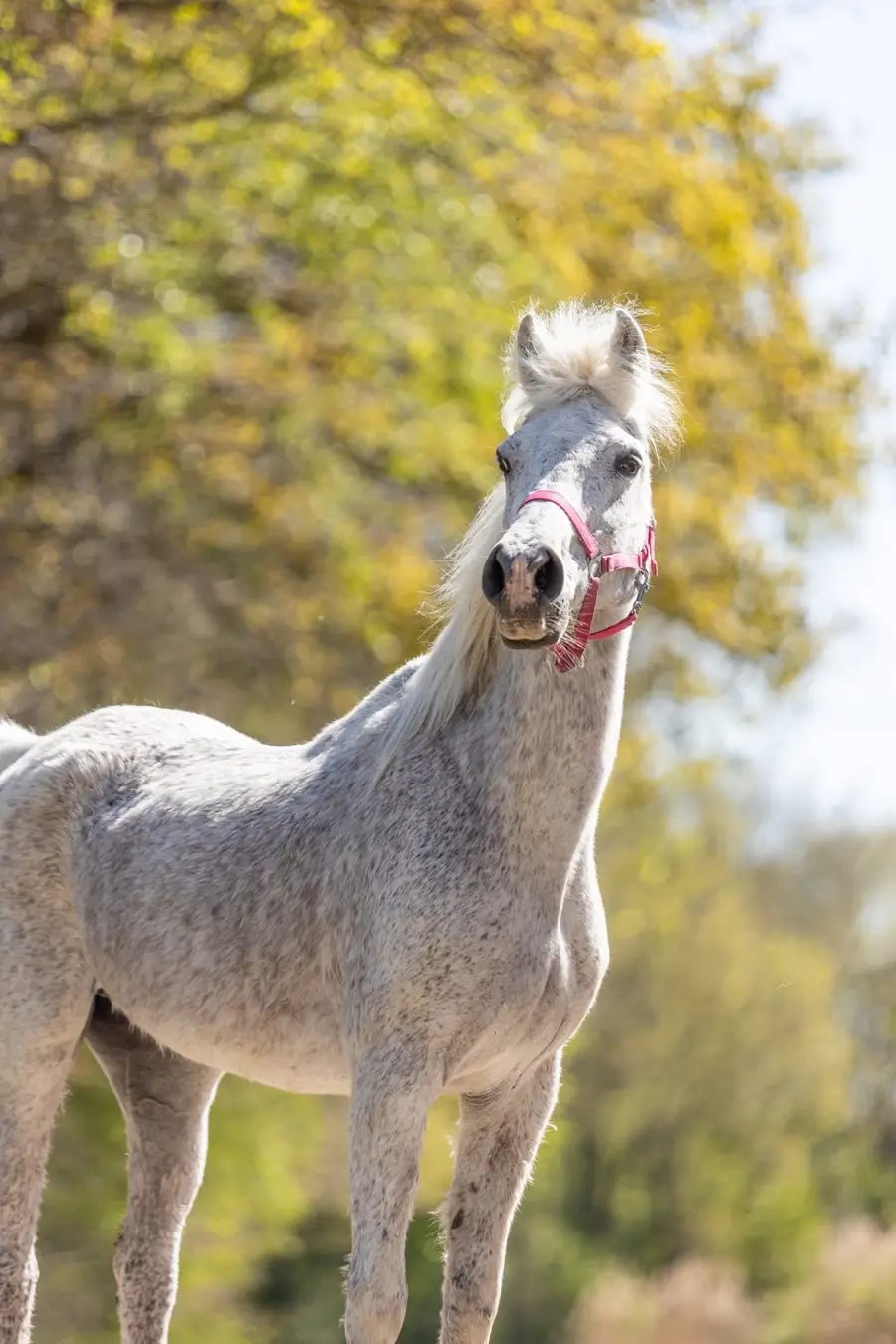 Eén van de Arabieren, helemaal opgebloeid en klaar voor een nieuw huisje.