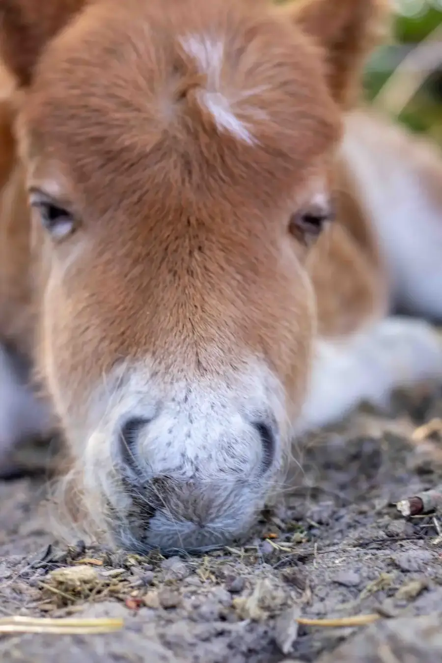 Paard dat ligt en naar de camera kijkt
