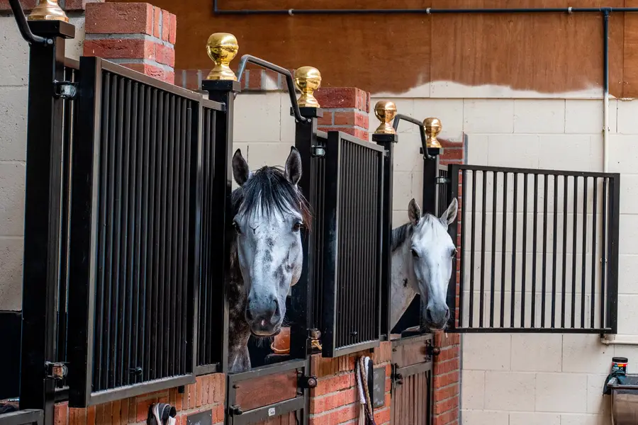 Twee grijze paarden kijken nieuwsgierig uit hun ruime stallen in een nette paardenstal met zwarte staldeuren en bakstenen details.
