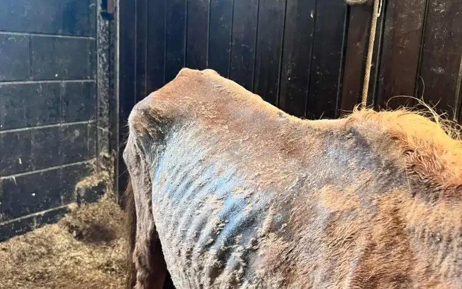 Heel erg mager paard