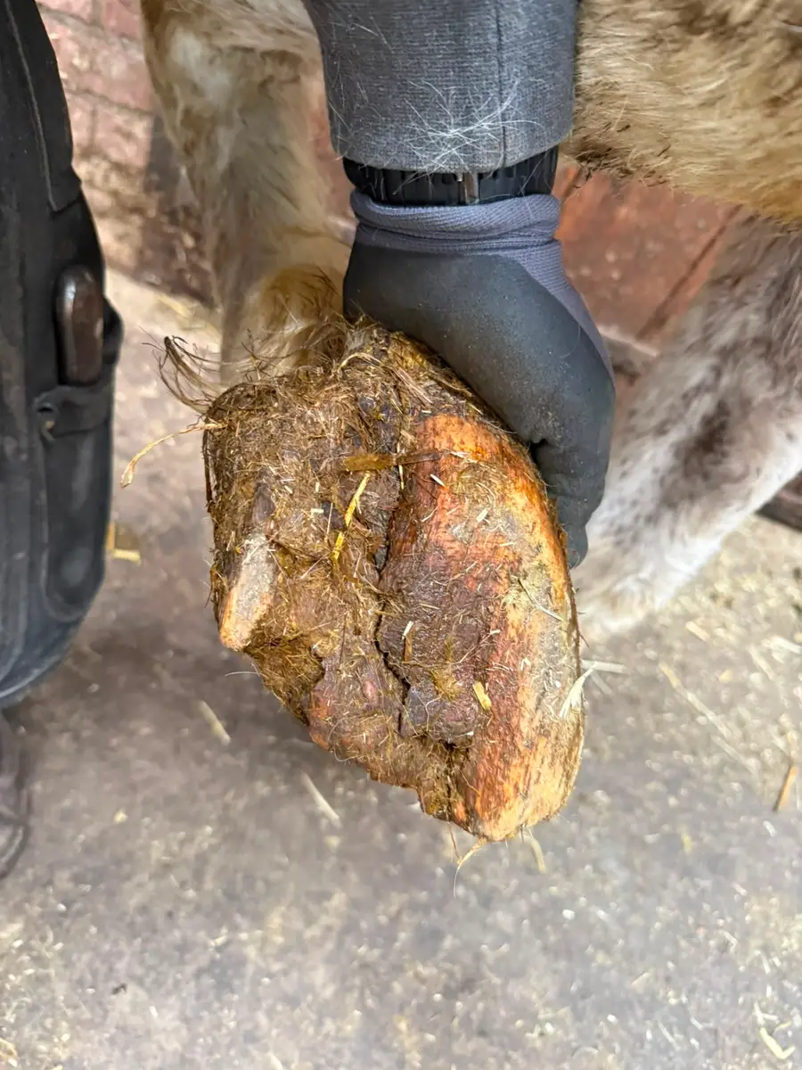Close-up van een sterk verwaarloosde paardenhoef die wordt vastgehouden door een hoefverzorger met een zwarte handschoen. De hoef is overgroeid, vervuild en vertoont diepe scheuren, wat de ernst van de achterstallige hoefverzorging duidelijk laat zien.