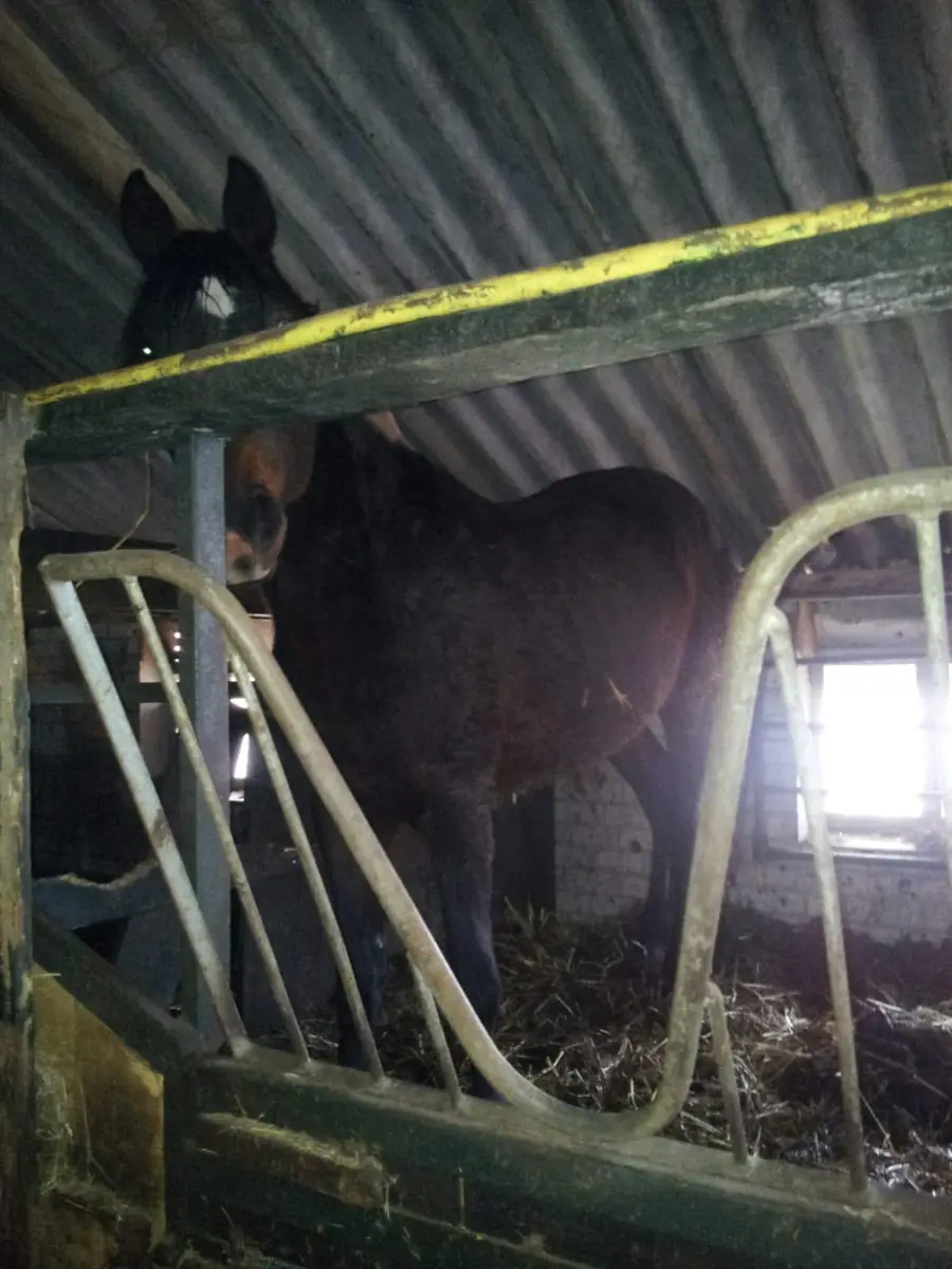 Een mager donkerbruin paard staat in een kleine, donkere stal met stro op de vloer. Het paard kijkt over de staldeur naar buiten, terwijl de sobere en slecht verlichte omgeving de verwaarloosde situatie benadrukt.