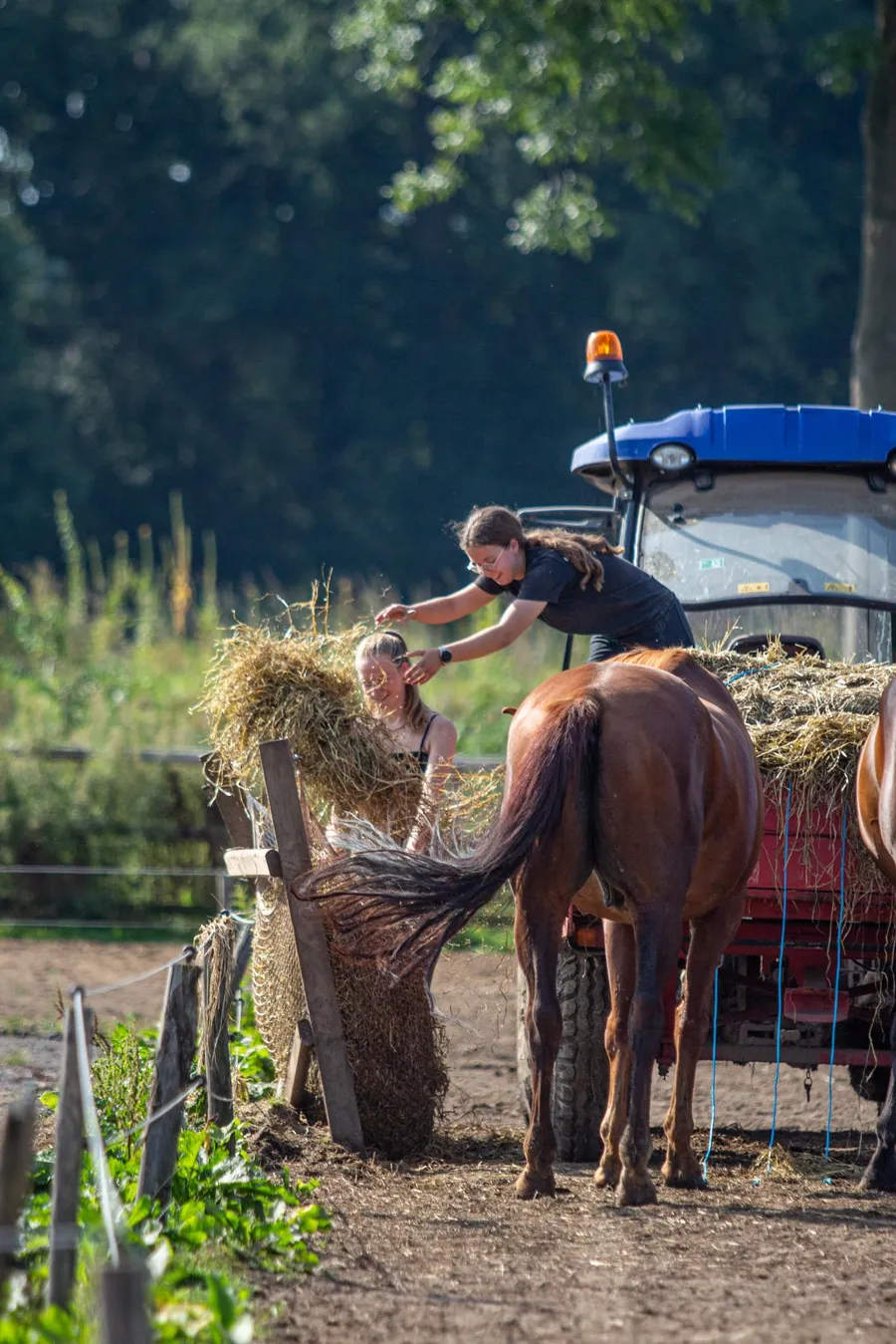 Nieuw hooi aanbrengen in het paddock paradise