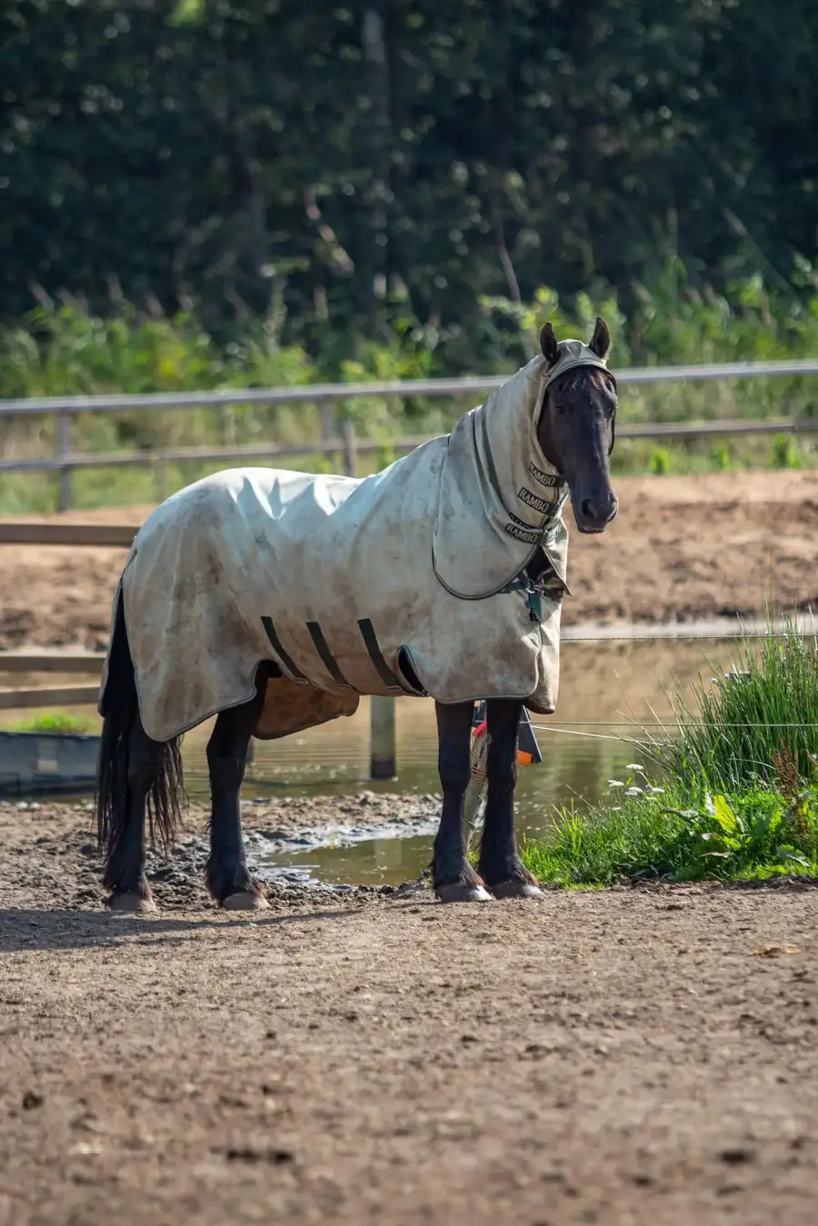 Paard in de wei