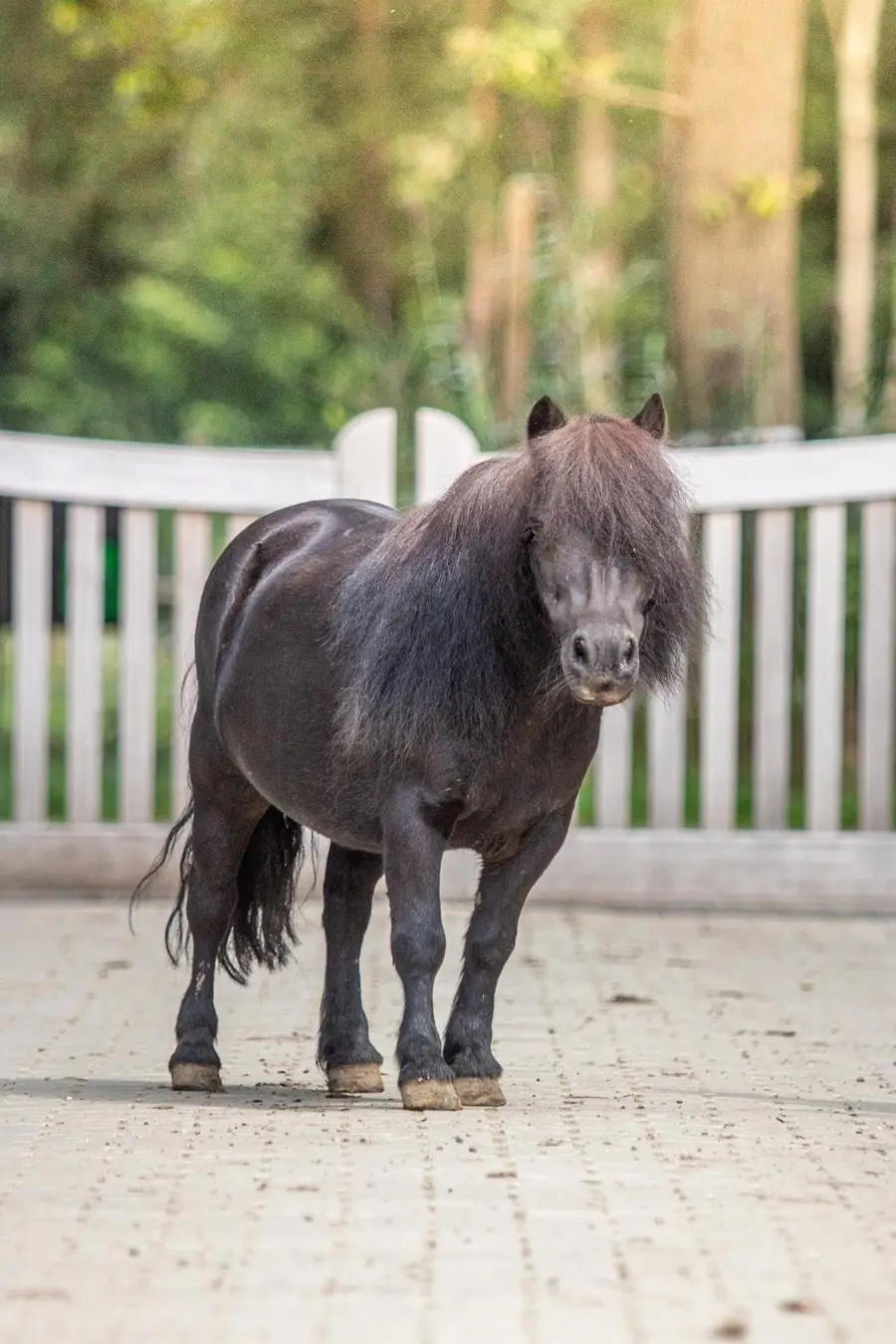 Zwarte Shetlandpony met lange manen staat op een verhard pad voor een witte omheining.
