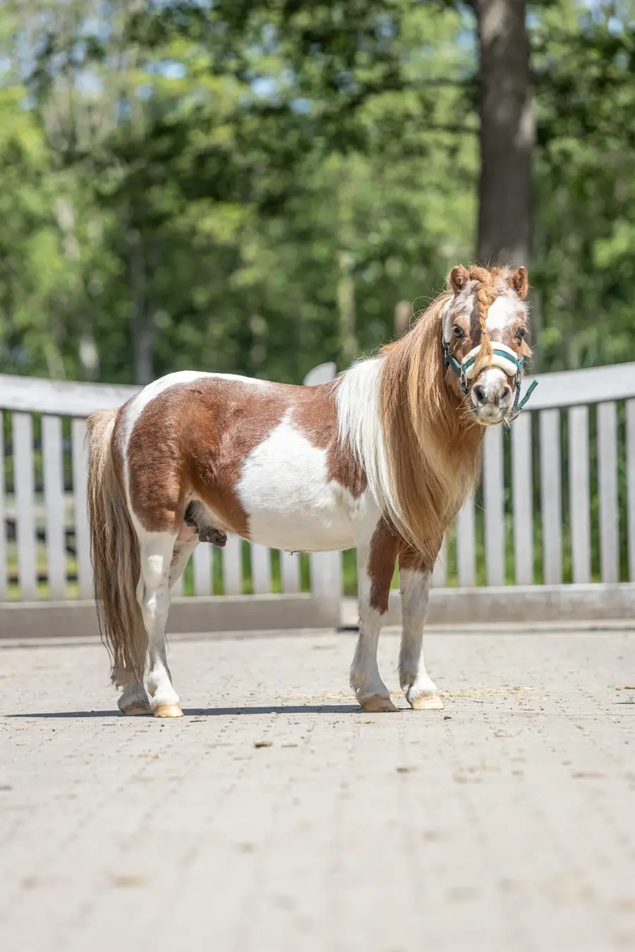 Dit is de shetlander nu, helemaal gezond en op gewicht