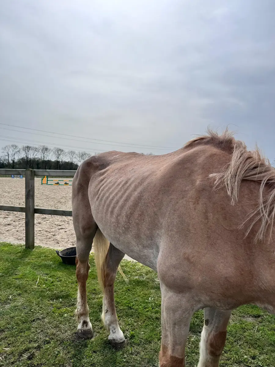 Mager paard toen zij binnenkwam bij Paard Zoekt Baas