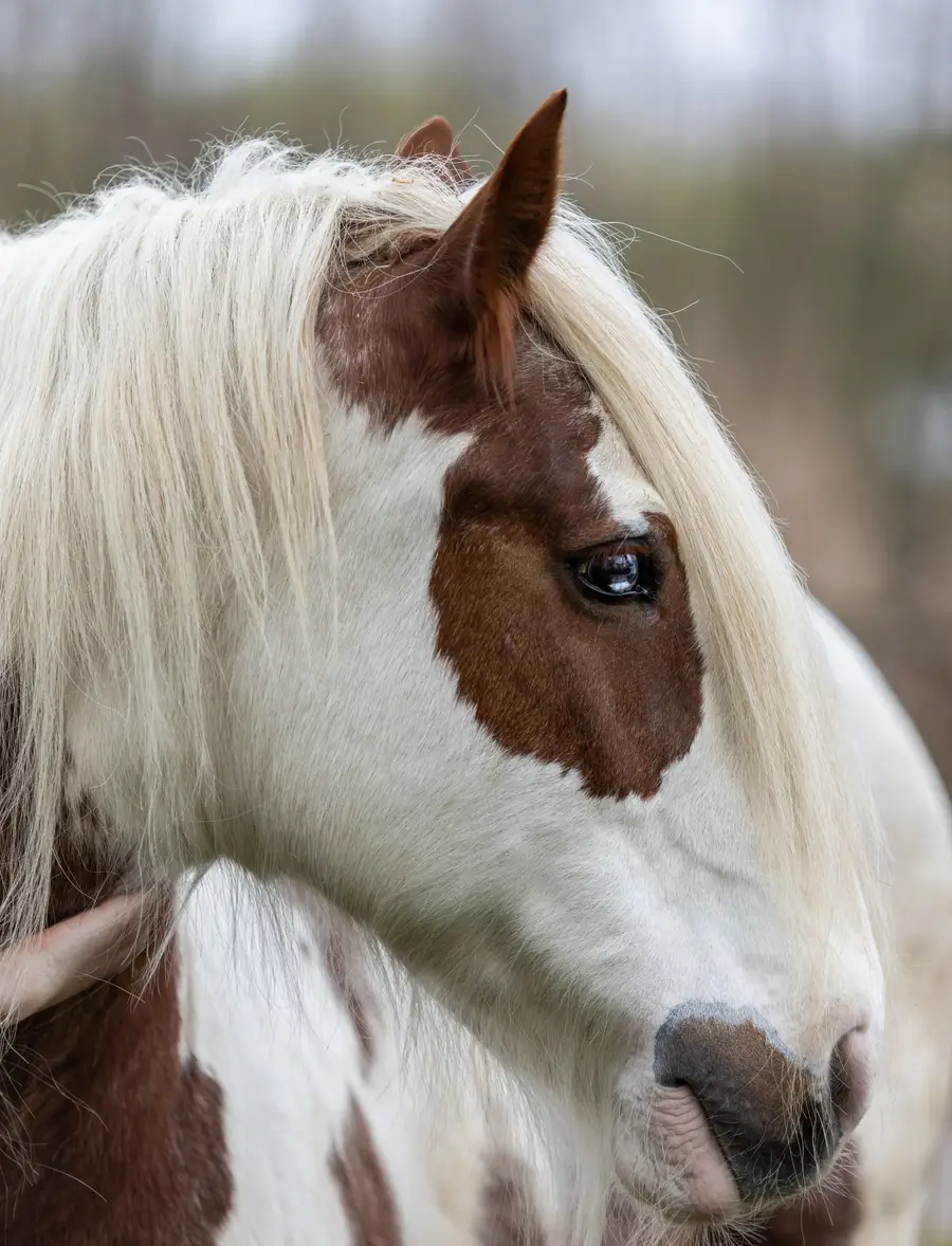 Een close-up van een bont paard met een lange, lichtblonde manen. Het paard heeft een witte en bruine vacht, een zachte blik en kijkt rustig opzij. De achtergrond is onscherp, waardoor de aandacht volledig op het hoofd en de expressie van het paard ligt.