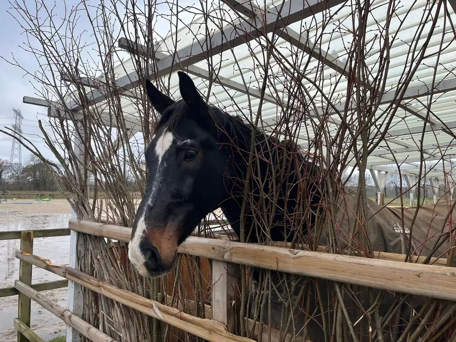 Donkerbruin paard met een witte bles steekt nieuwsgierig zijn hoofd tussen kale takken boven een houten hek, onder een overkapping bij een paddock.