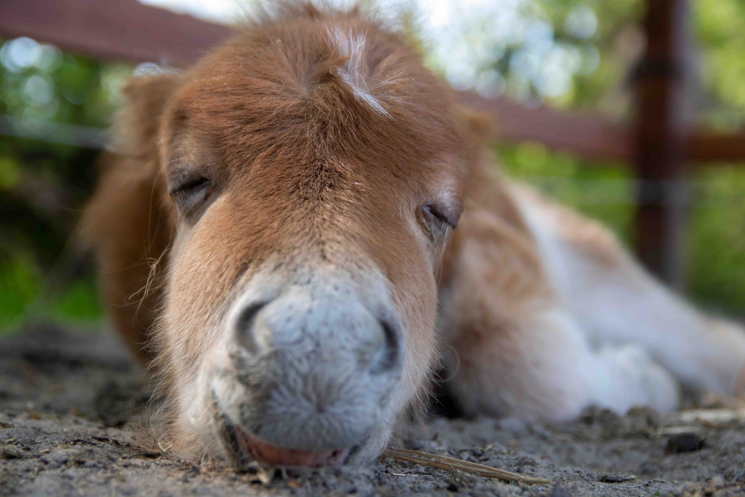 huiswerk maken Machtigen straal Paard zoekt baas | Help de dieren!