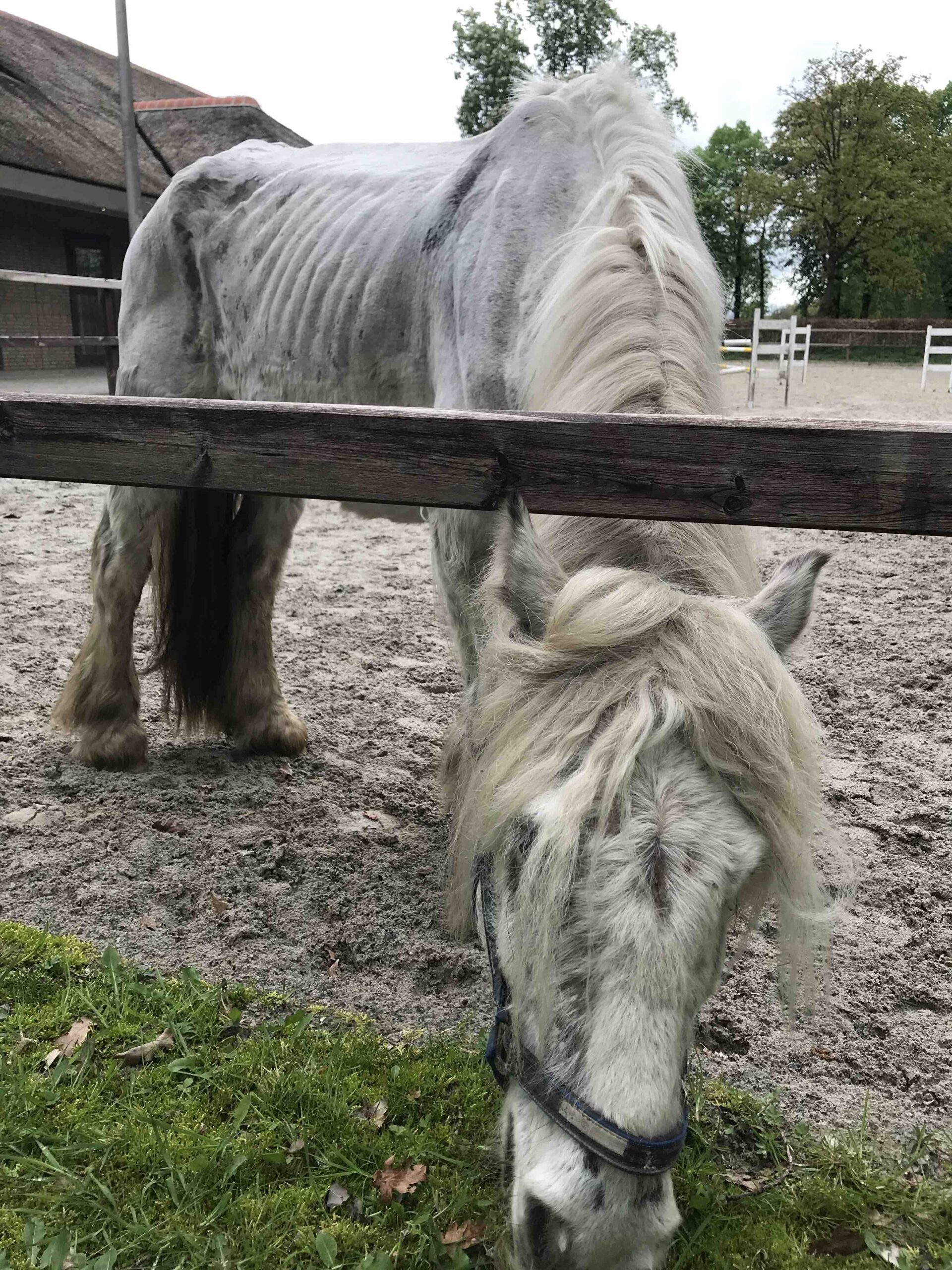 Onhandig Verwaand Acrobatiek Paard zoekt baas | Help de dieren!