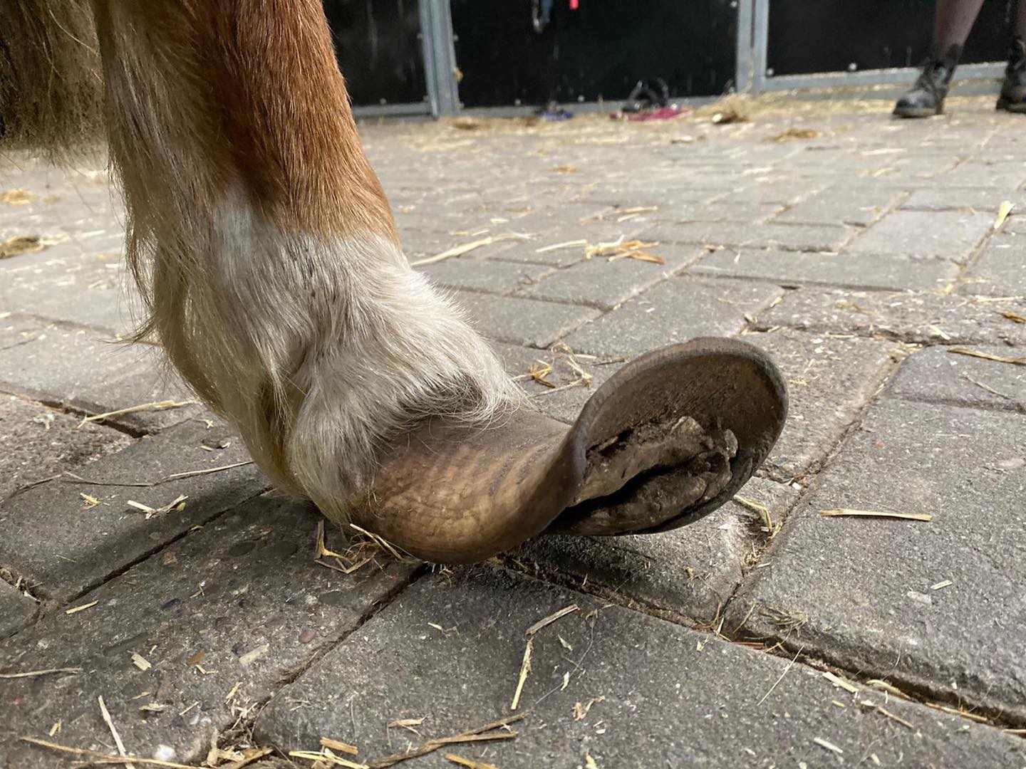 Paard zoekt | Help de