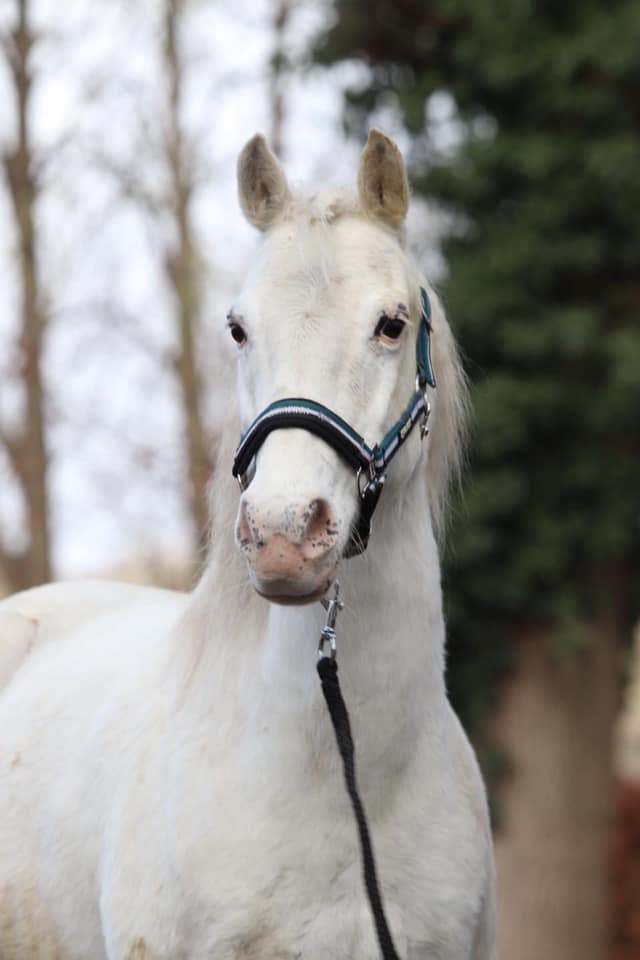 witje