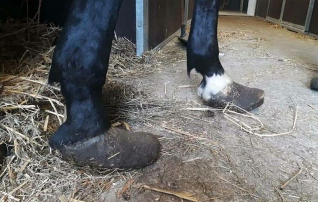 Dierenbeulen gaan vrijuit!