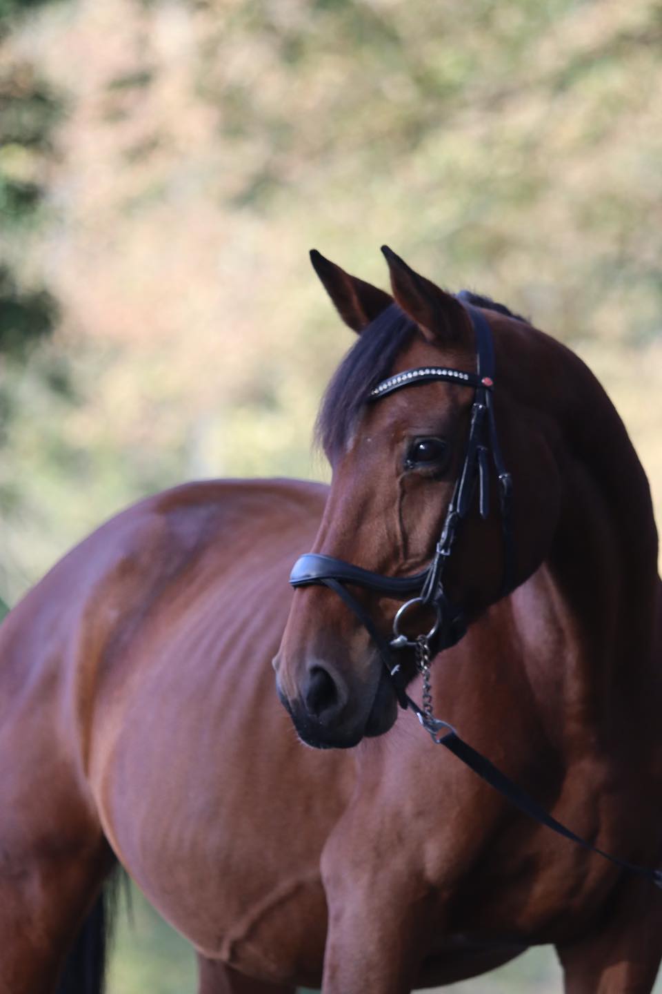 loulou