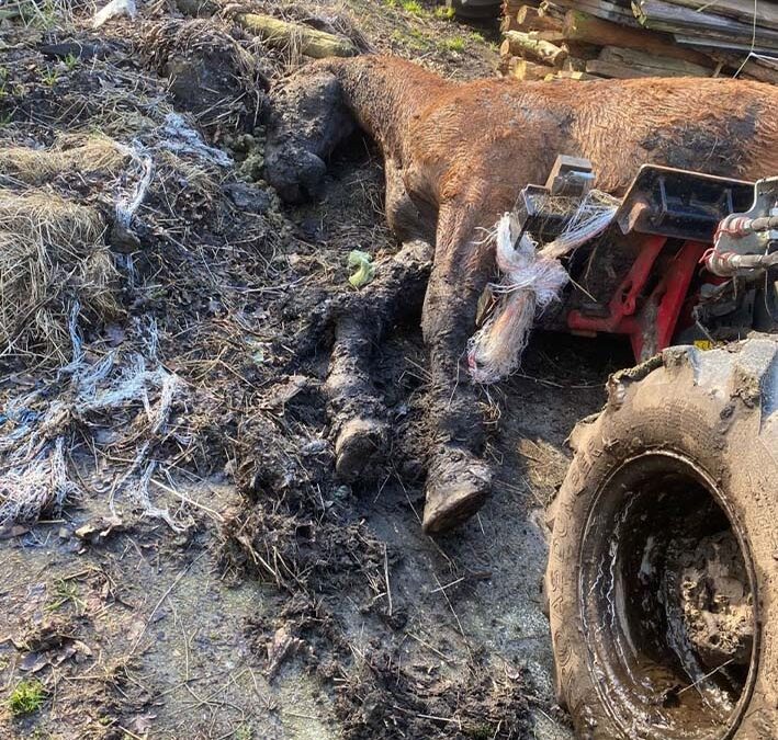 Paarden zijn beter af bij de slager