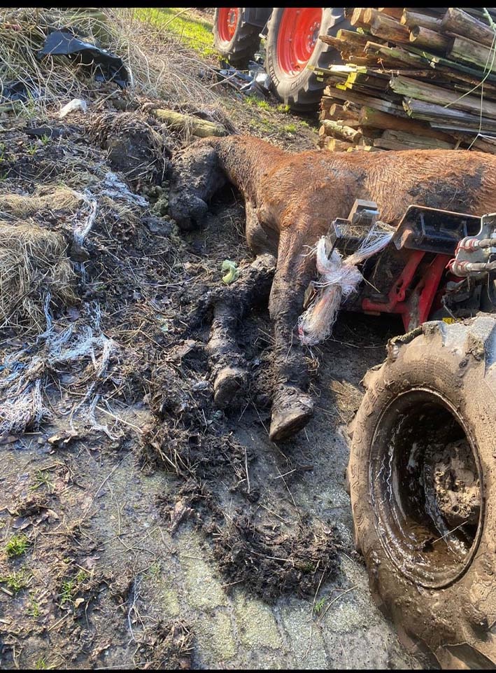 Paarden zijn beter af bij de slager