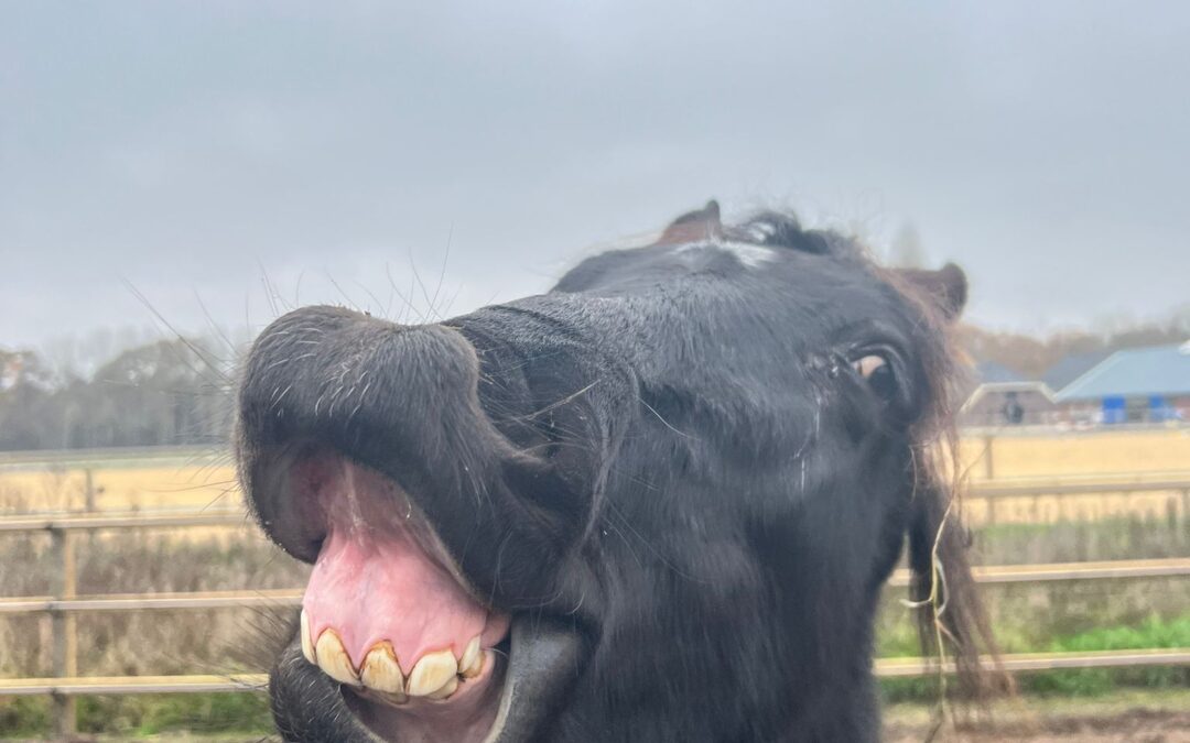 Het over de schutting gegooid paard