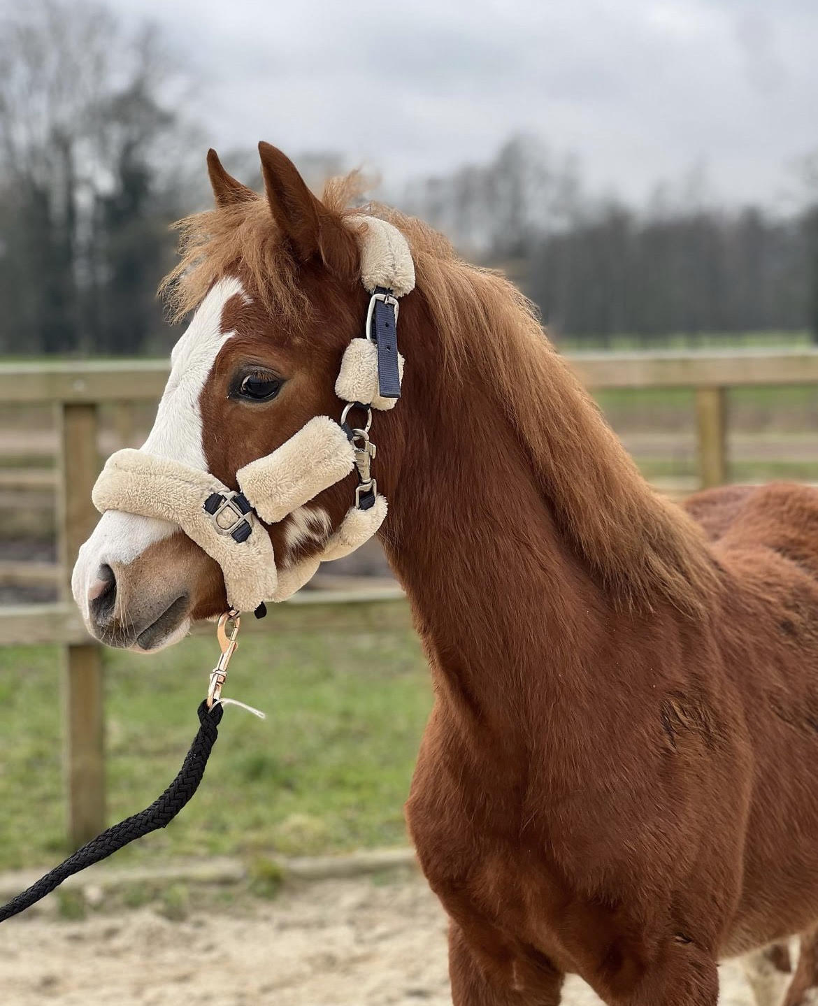 Adoptie paarden | Paard baas