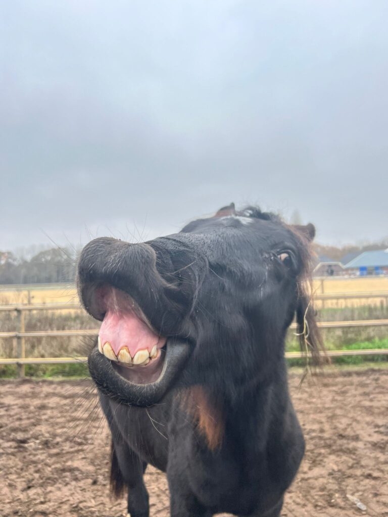 Paarden met de nek in de drek!